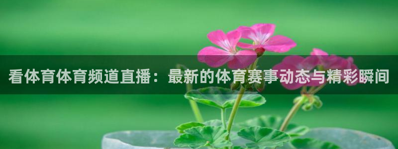 看体育体育频道直播：最新的体育赛事动态与精彩瞬间