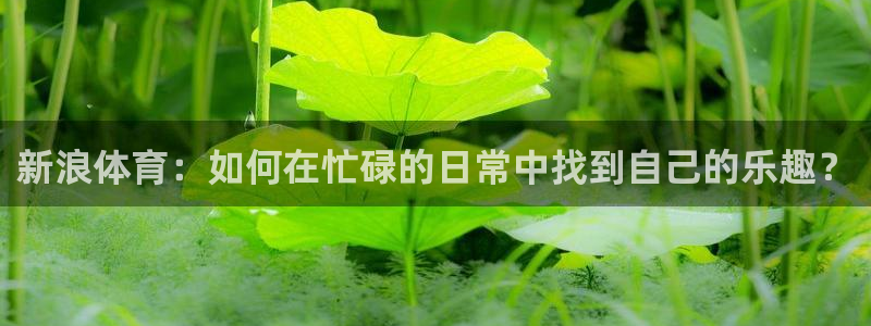 新浪体育：如何在忙碌的日常中找到自己的乐趣？