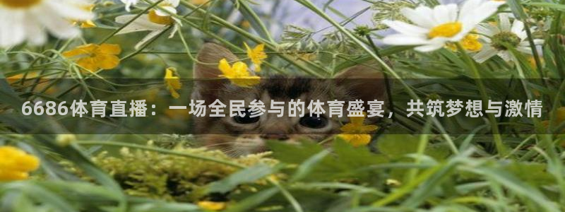 6686体育直播：一场全民参与的体育盛宴，共筑梦想与激情