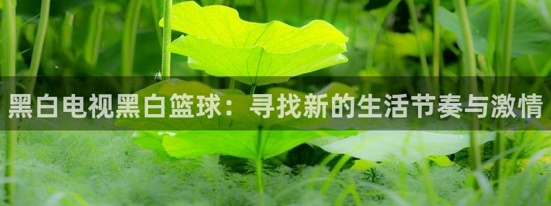黑白电视黑白篮球：寻找新的生活节奏与激情