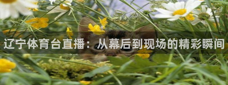辽宁体育台直播：从幕后到现场的精彩瞬间